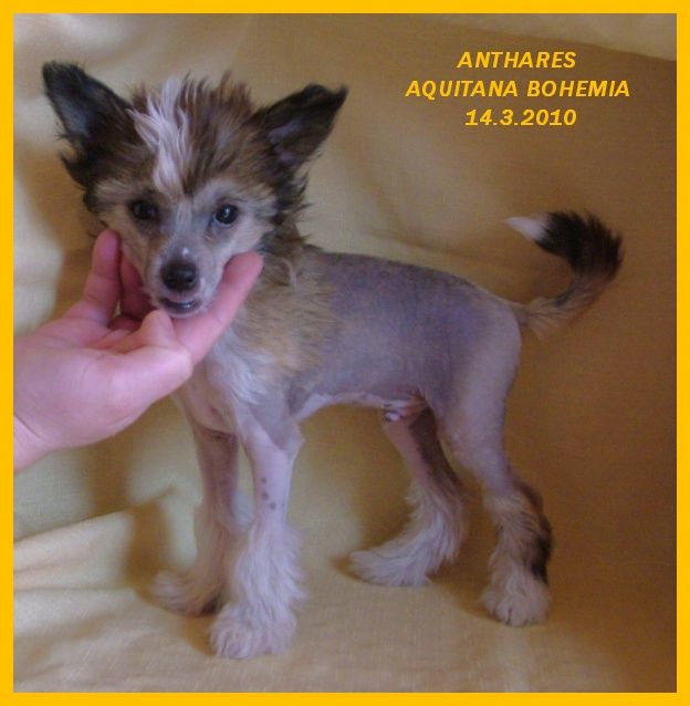 Anthares Aquitana Bohemia