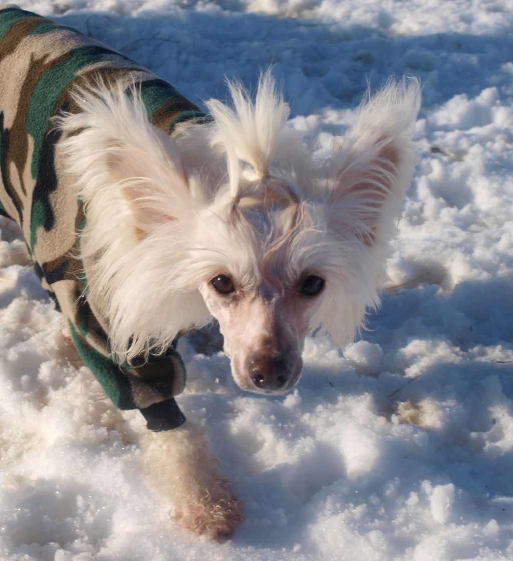 Konishiki Fairy Queen