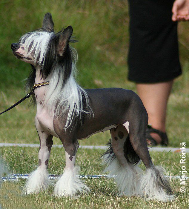 Mheleas Beautiful Tingeling