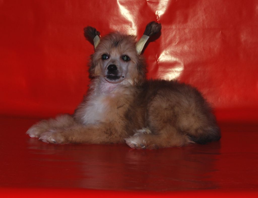 Evolution Exotic Dinaburg