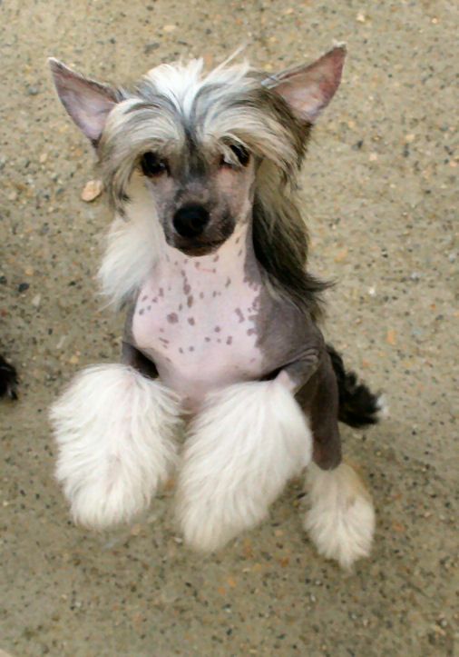 Il Conte di Almaviva