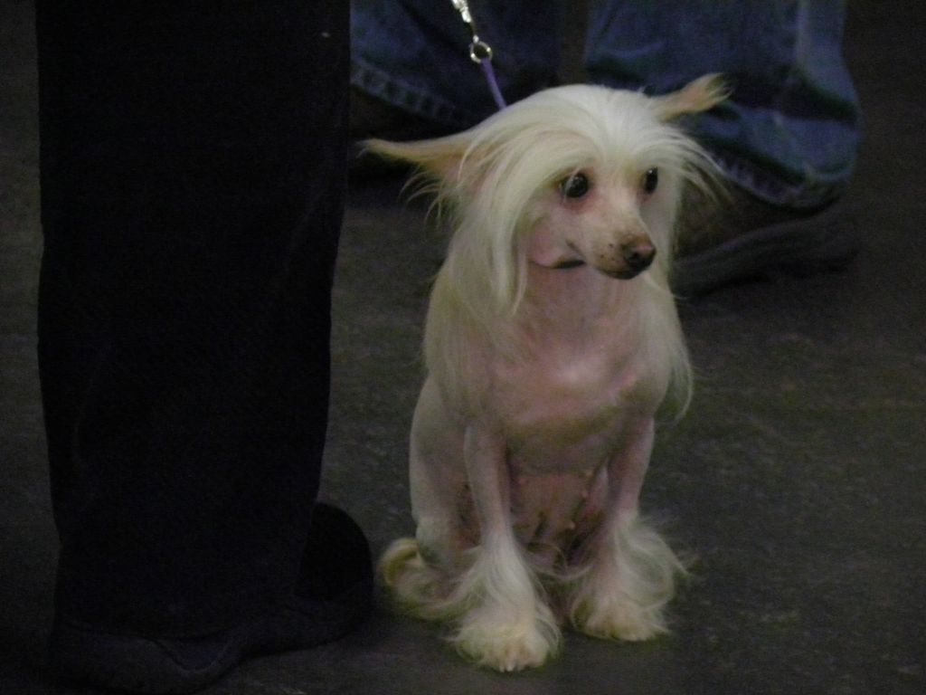 Castlecoves Blond Bomb Shell