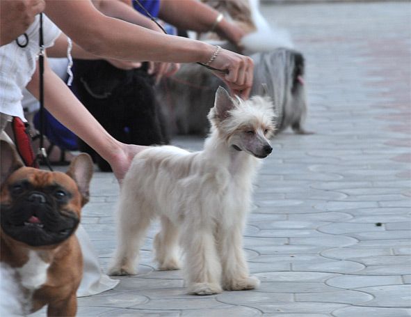 Grafinya Kapi iz Sozvezdiya Psov