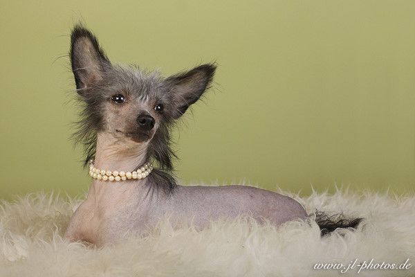 Romanza von Shinbashi