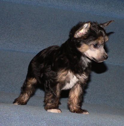 Graciya Iz Sozvezdiya Psov