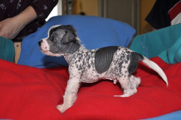 Arash Mniszek Polski