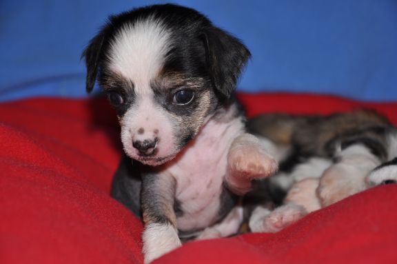 AC-DC Mniszek Polski