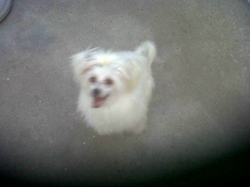 Zhen's Pour Some Sugar On Me