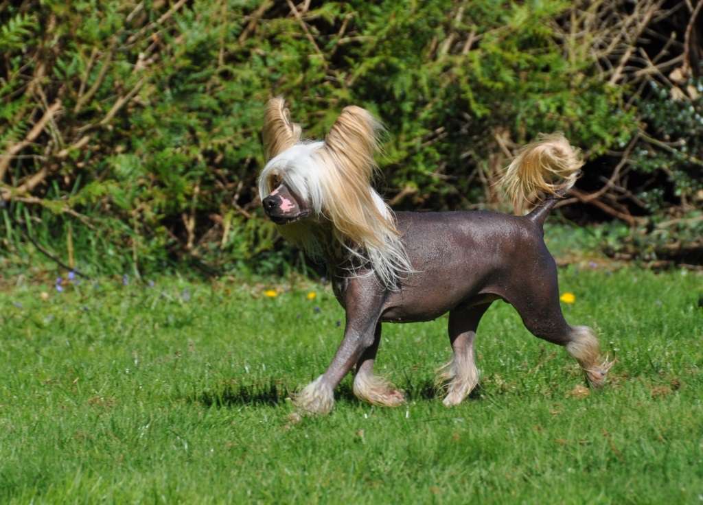 Illico Little Champs