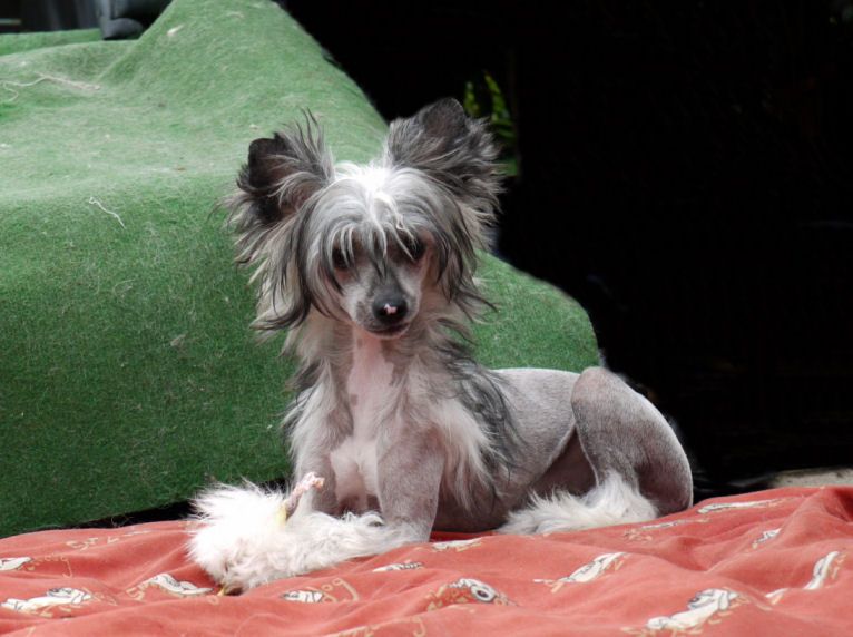 Crispy Choctaw Little Charmings