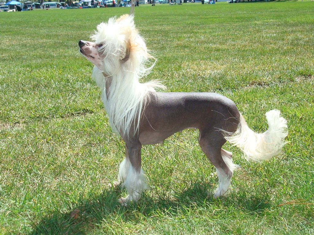 Koreke Epona Tre Folkmassa