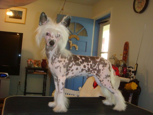 Chargi's Sunrise At Sunberry