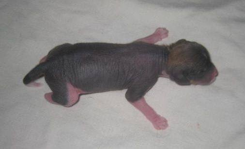 Magic'N Mystic Mister Masterpiece