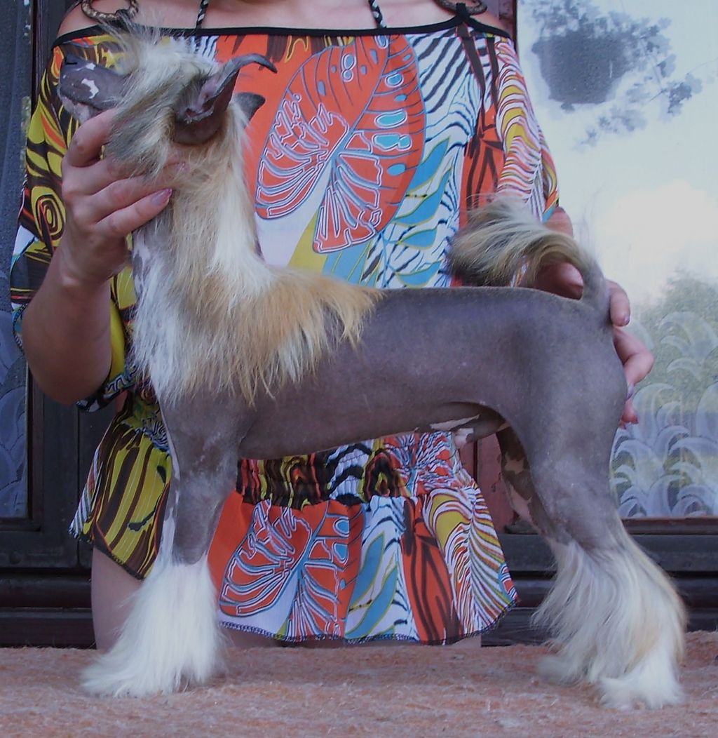 Chivas Be My Magic Harmony