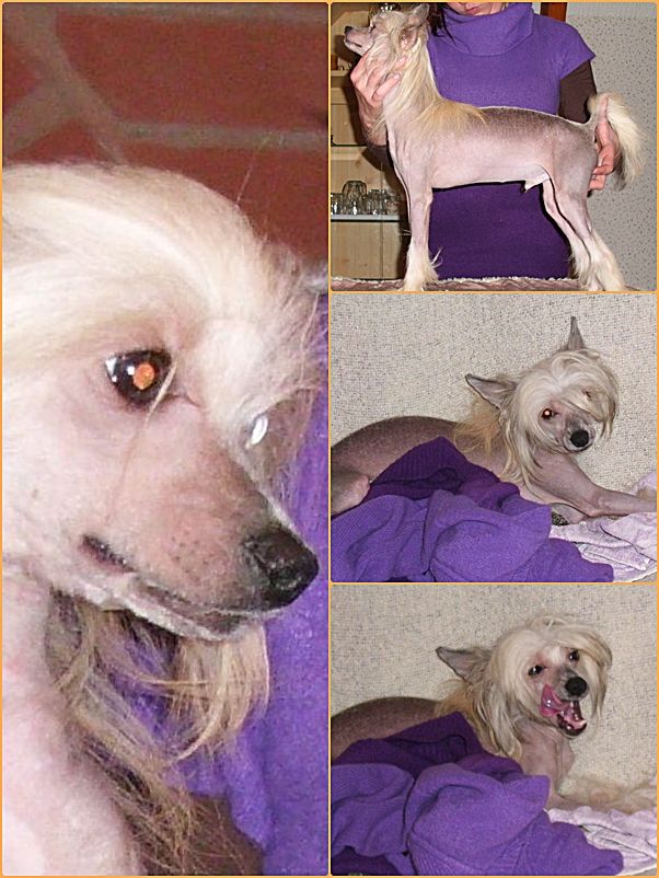 Cachet Be My Magic Harmony