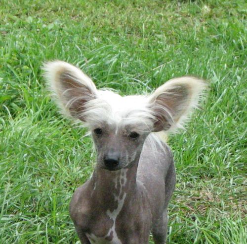 Konishiki Elderberry