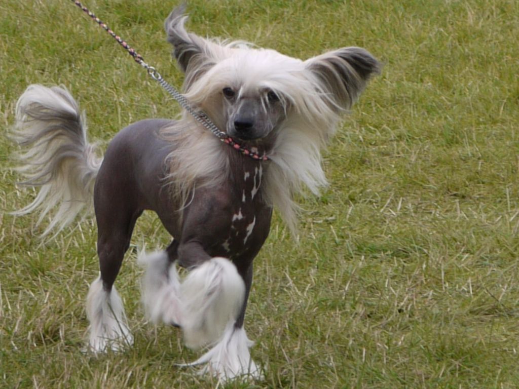 Konishiki Exotic Chai