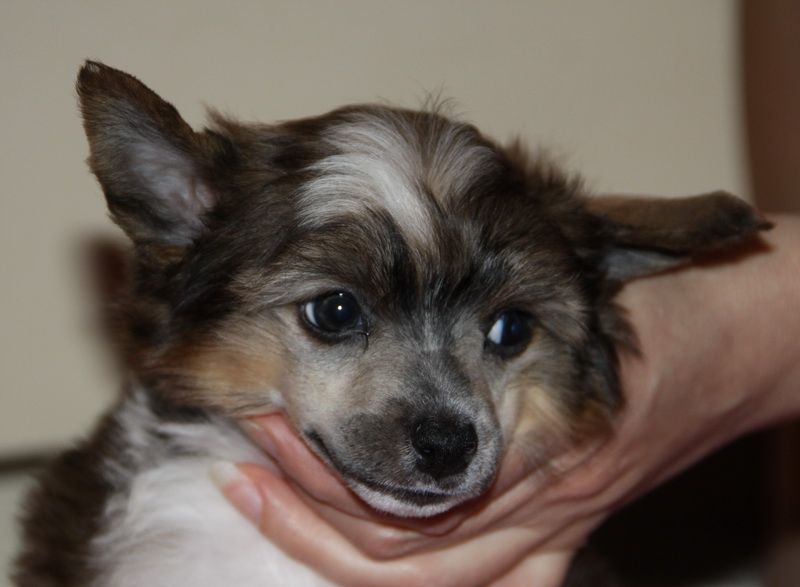 Dogland Happy Belize