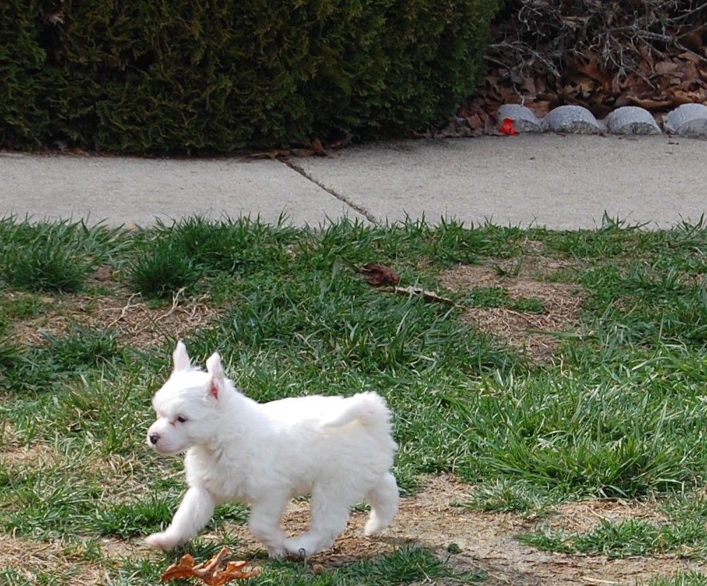 Rockin M n Nonies Kentaro