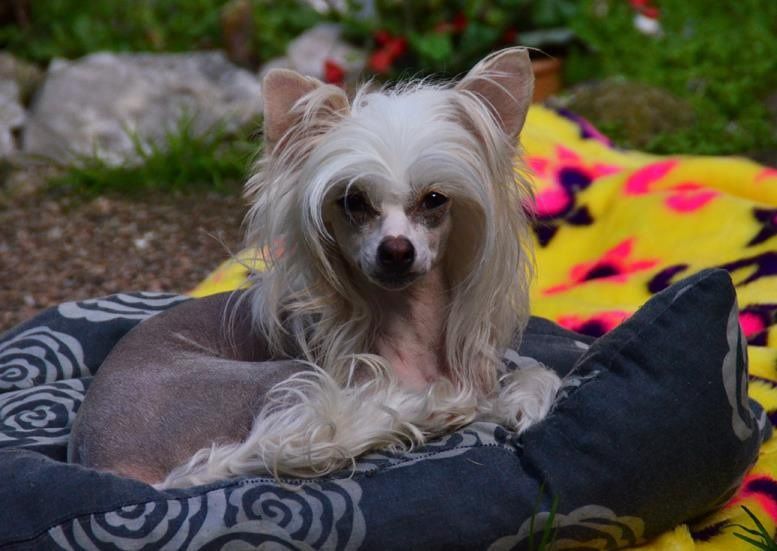 Cool Crowd's Get Shelly Johnson