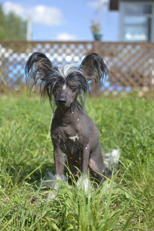 Geneva Bluz Iz Domika Azalii