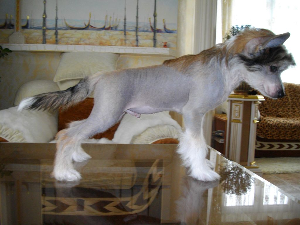 Znatny Baron Bonus Westtai