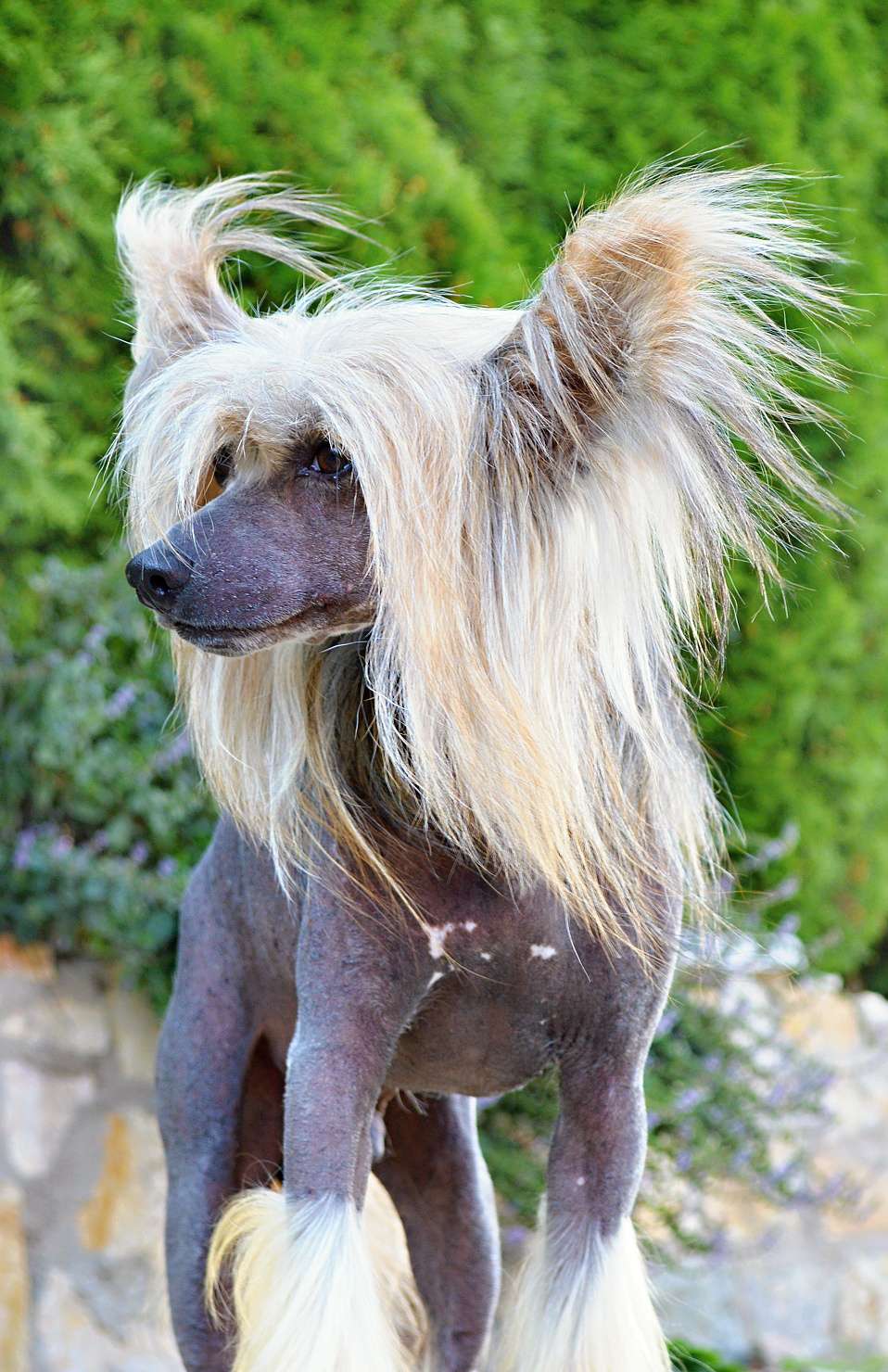 Best Bandito z Andelovy dlane