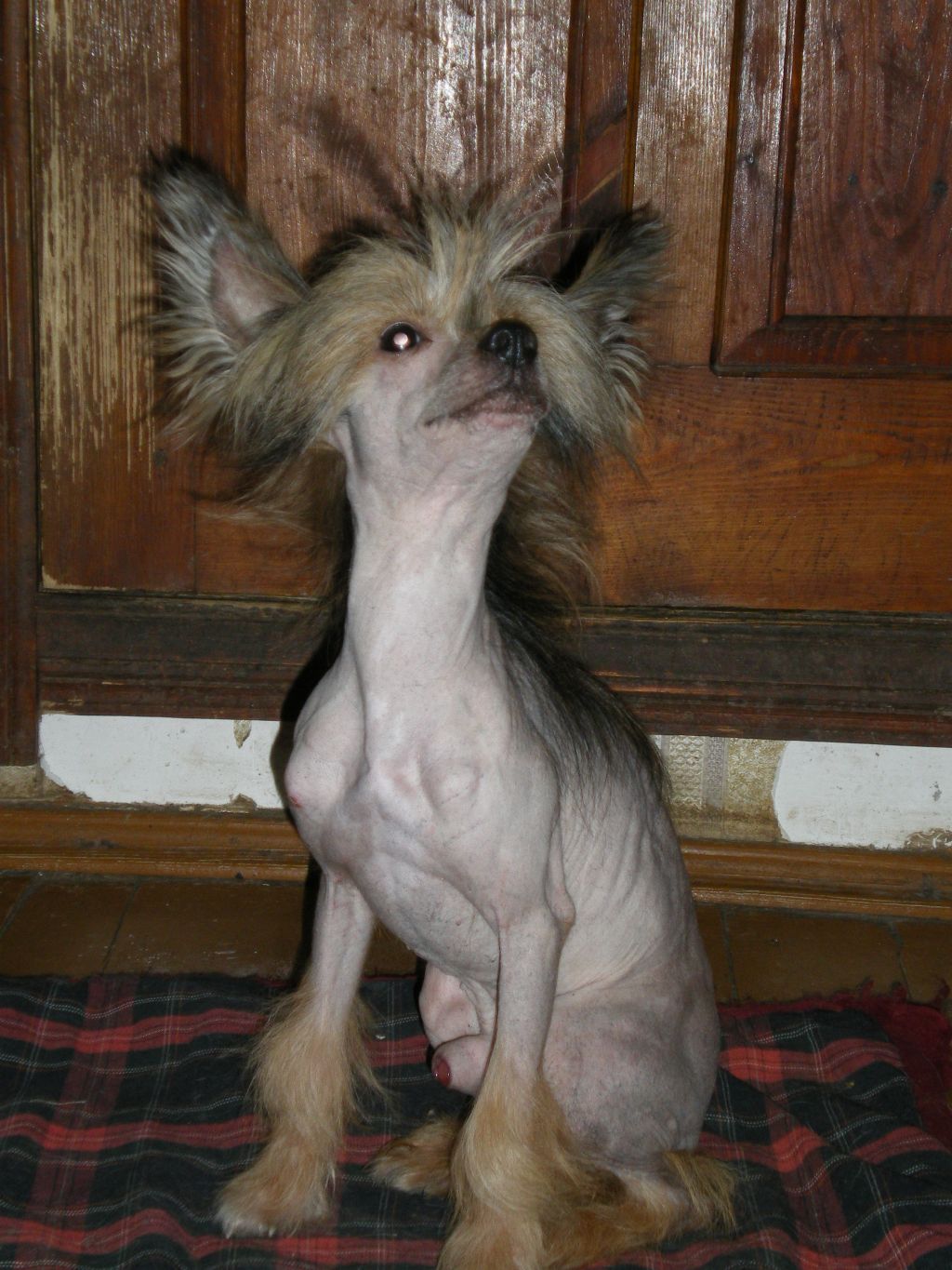 Vivat Sanraiz Drim Neishnl