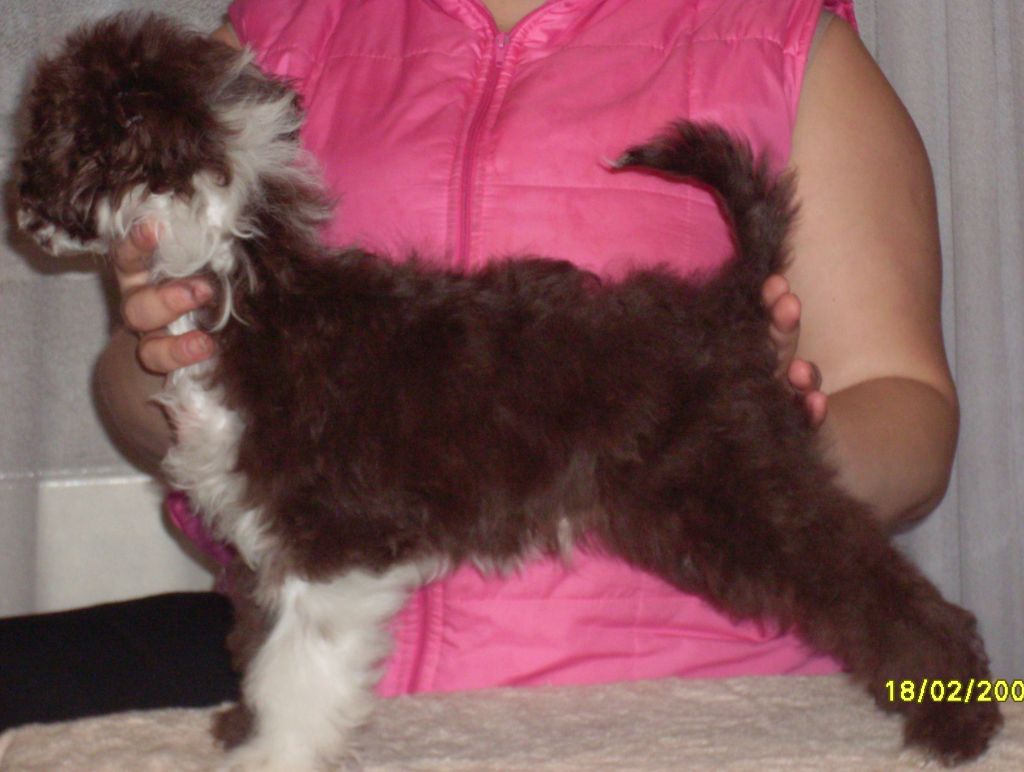 Degri Shokoladniie Princ