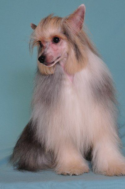 Podarok Sydby Markiz