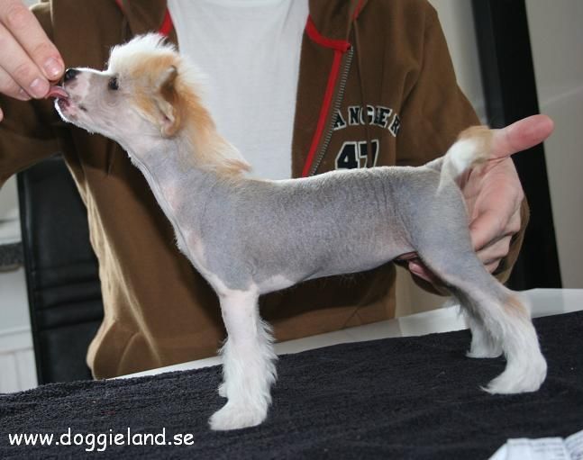 Doggielands Dogs Magaluf