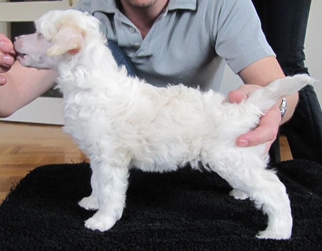 Doggielands Dogs Palma