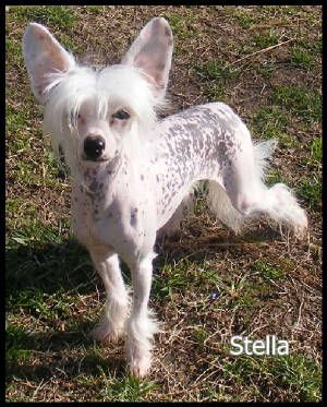 JRF The Girl Next Door