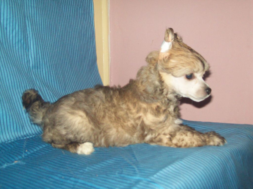 Puha - Luxus Porcelán Csini Csikis