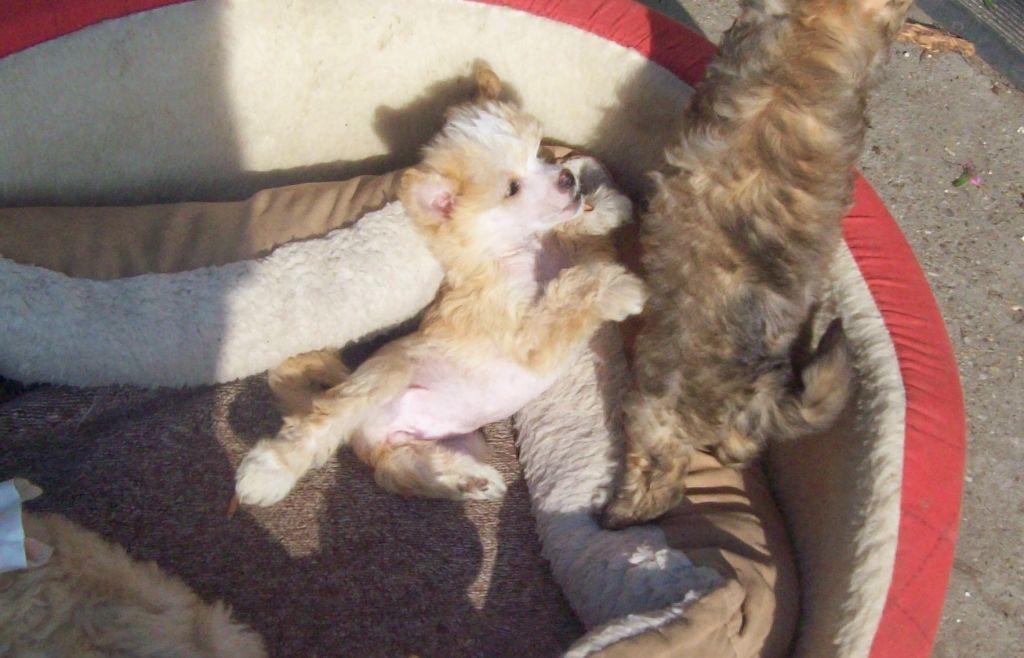 Puha - Luxus Porcelán Céda