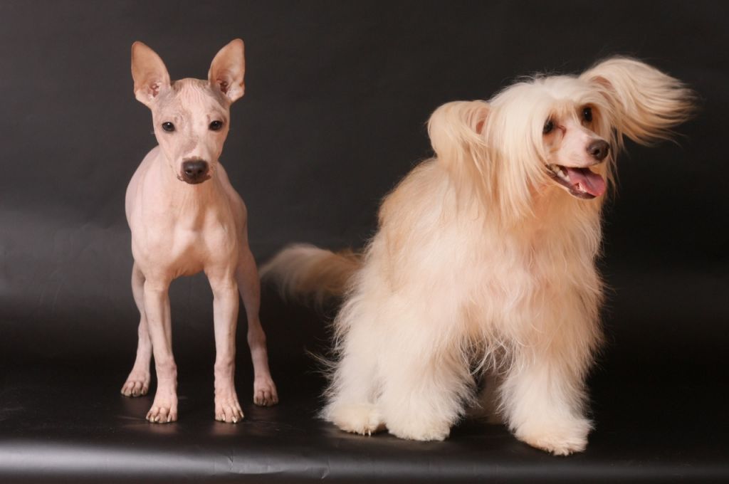 Nyu Art Tsarevna Moei Mechti