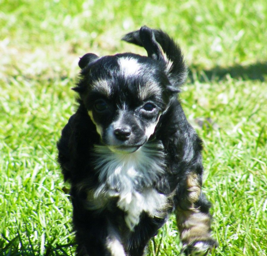 Melange Explosive  Garden Roses