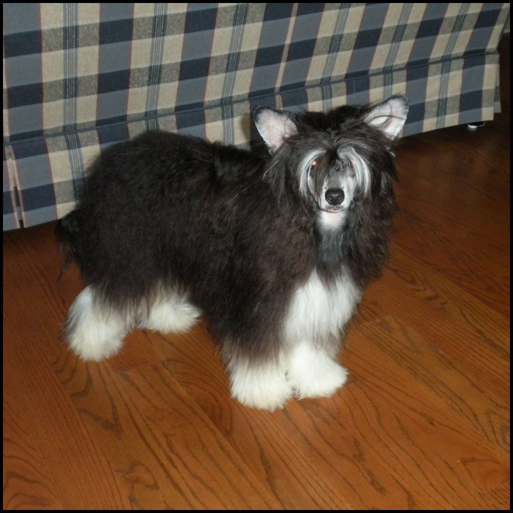 Pixie's Sable on The Table