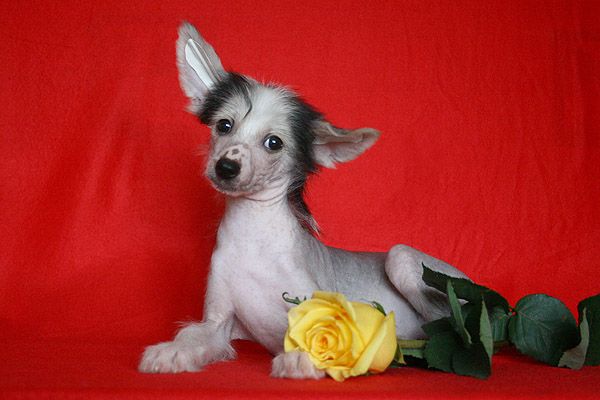 Status Imperial Go To Win