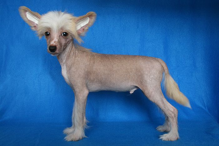 Status Imperial Gold Crystal