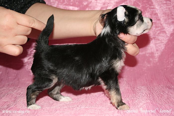 Status Imperial Gebeliya