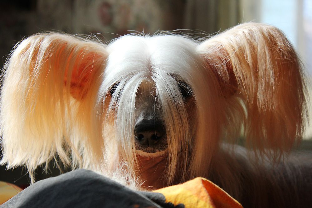 Alvine Band Bayana Ross