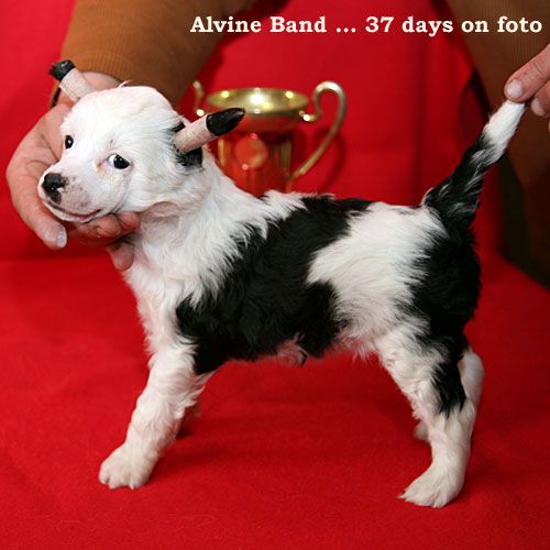 Alvine Band Amanda Martini