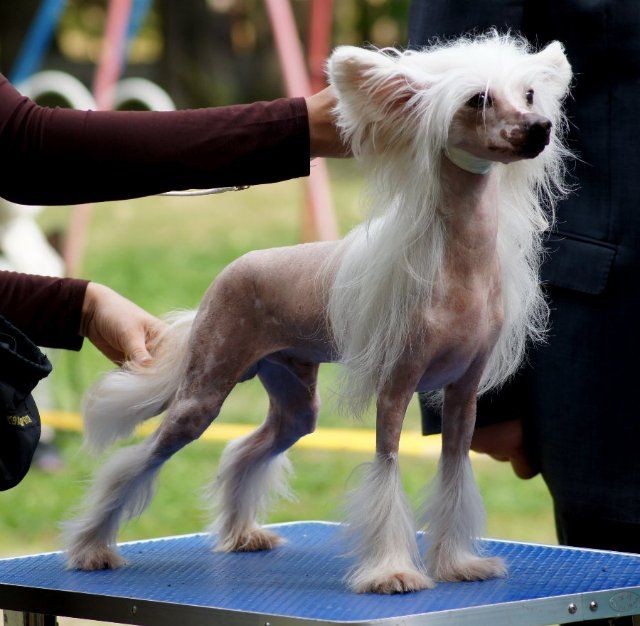 Rus Crimson Empaer You Must Love Me