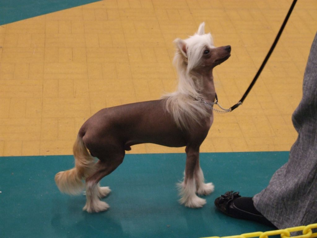 Ajatiaza Star in the Dust