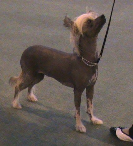 Ajatiaza Miss Pickwic