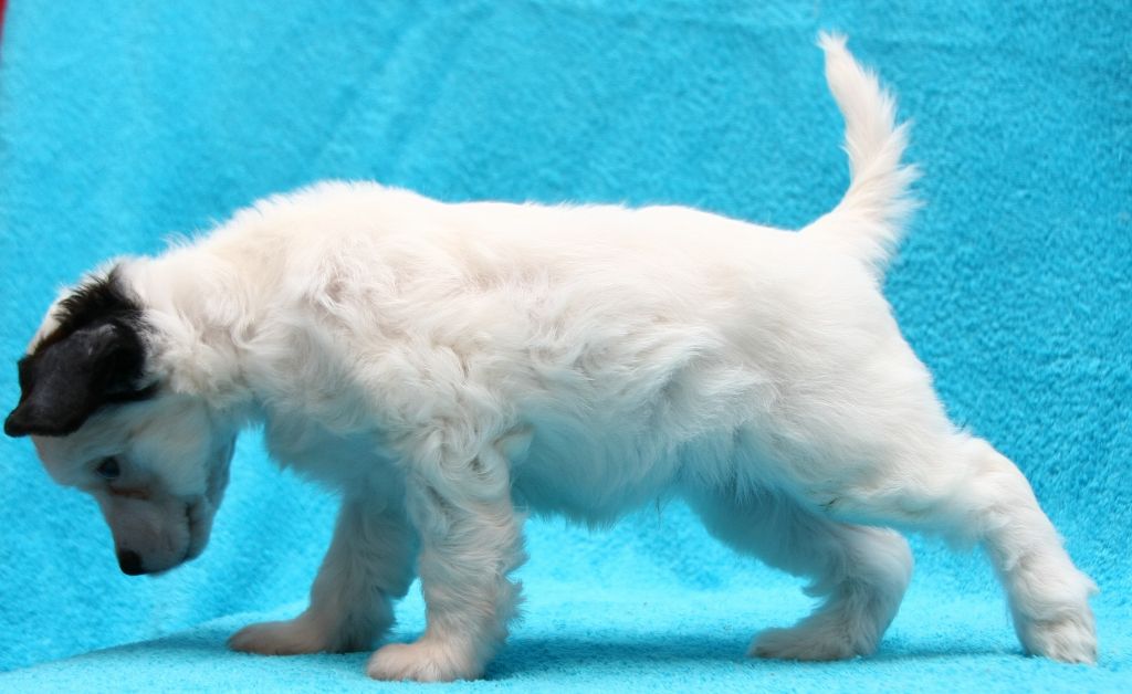 Gidaori Heart in Love