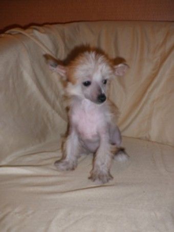 Charuyuschiy Soblazn Venetsiya Zolotaya Mechta