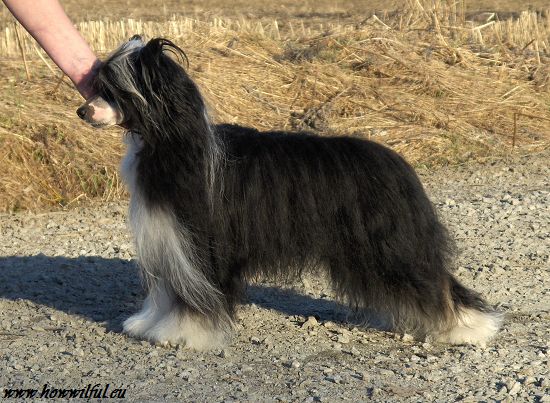 Tulimyrskyn Mustanaamio