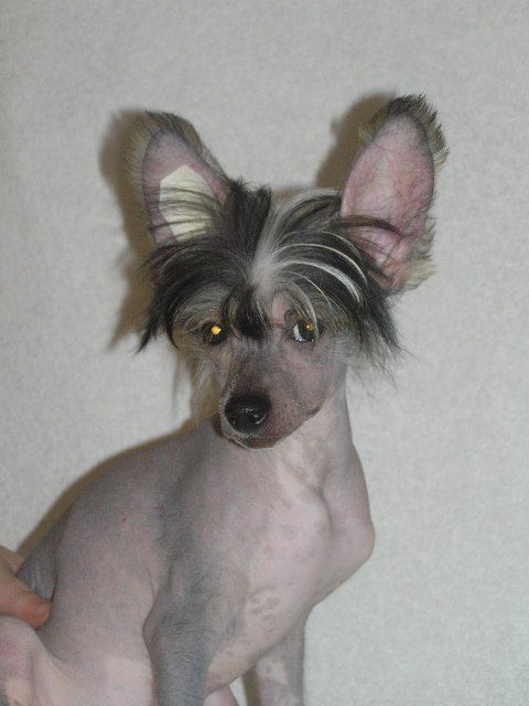 Elfgrace Gill Tajs Lee